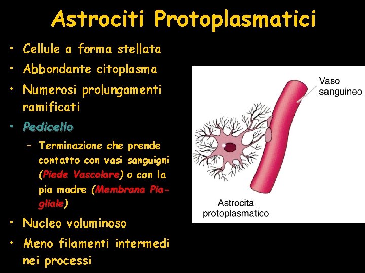 Astrociti Protoplasmatici • Cellule a forma stellata • Abbondante citoplasma • Numerosi prolungamenti ramificati