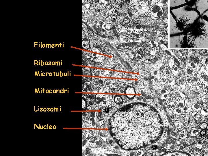 Filamenti Ribosomi Microtubuli Mitocondri Lisosomi Nucleo 