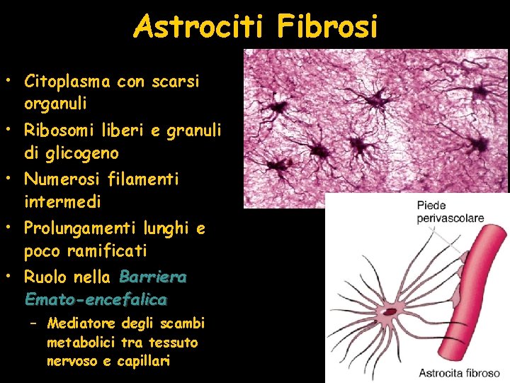 Astrociti Fibrosi • Citoplasma con scarsi organuli • Ribosomi liberi e granuli di glicogeno