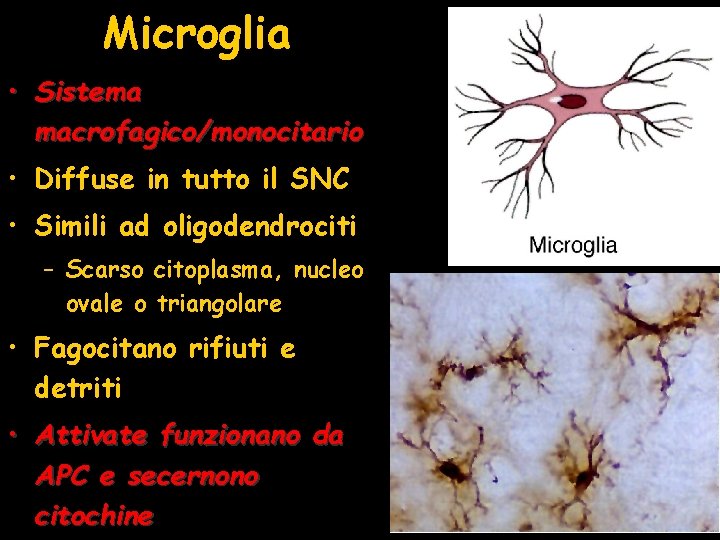 Microglia • Sistema macrofagico/monocitario • Diffuse in tutto il SNC • Simili ad oligodendrociti