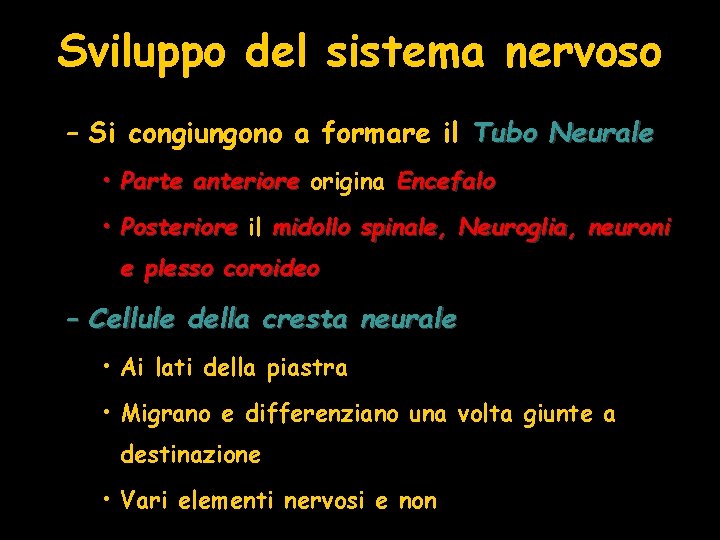 Sviluppo del sistema nervoso – Si congiungono a formare il Tubo Neurale • Parte