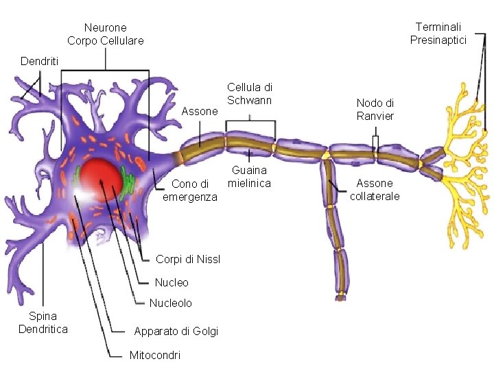 Terminali Presinaptici Neurone Corpo Cellulare Dendriti Assone Cono di emergenza Corpi di Nissl Nucleolo