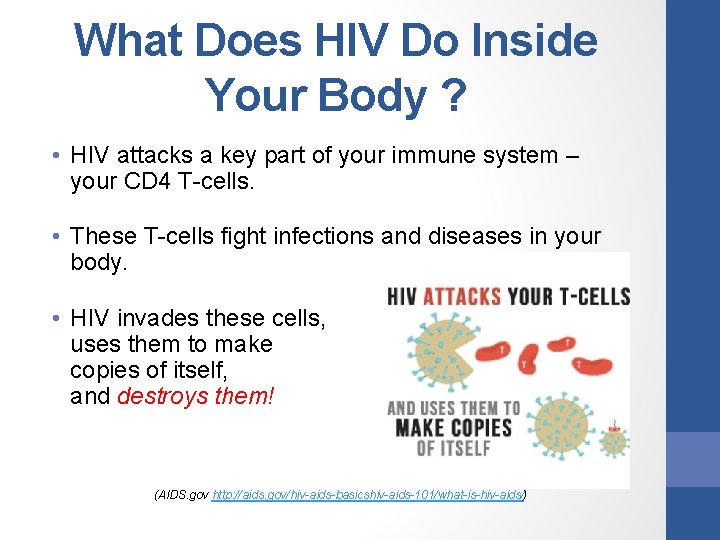 What Does HIV Do Inside Your Body ? • HIV attacks a key part What Does HIV Do Inside Your Body ? • HIV attacks a key part