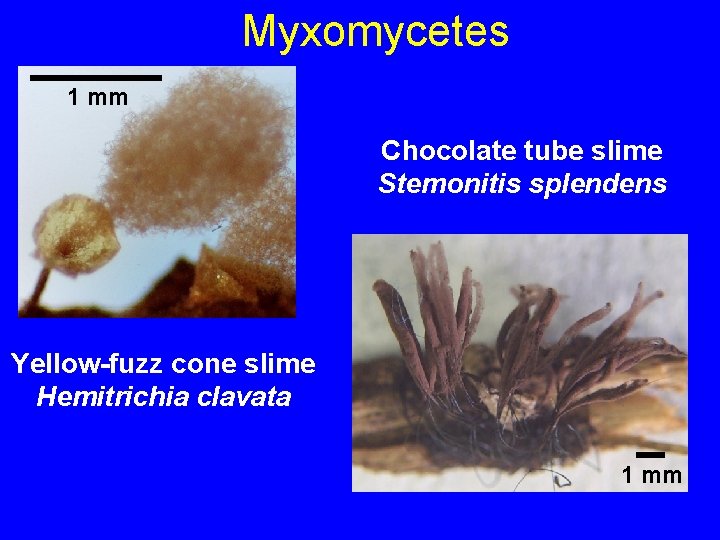 Myxomycetes 1 mm Chocolate tube slime Stemonitis splendens Yellow-fuzz cone slime Hemitrichia clavata 1