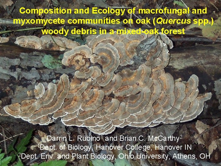 Composition and Ecology of macrofungal and myxomycete communities on oak (Quercus spp. ) woody