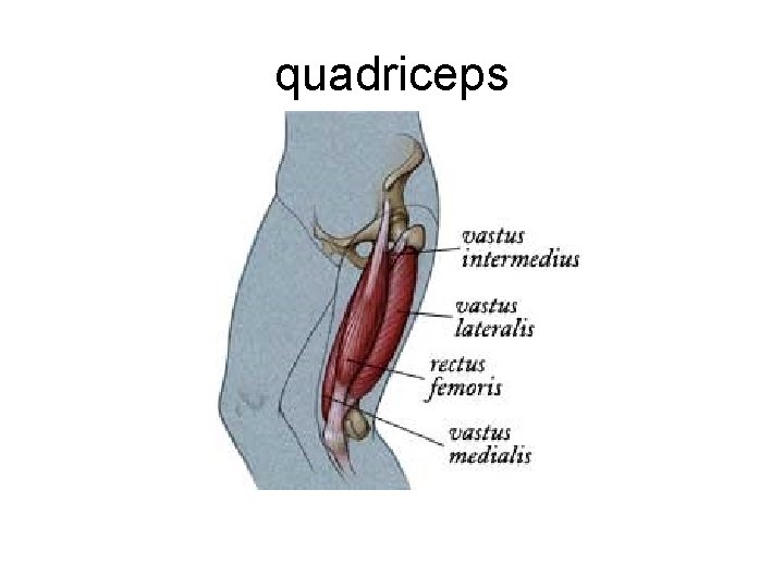 quadriceps 