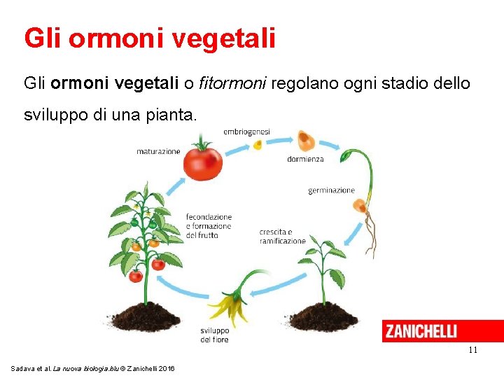 Gli ormoni vegetali o fitormoni regolano ogni stadio dello sviluppo di una pianta. 11