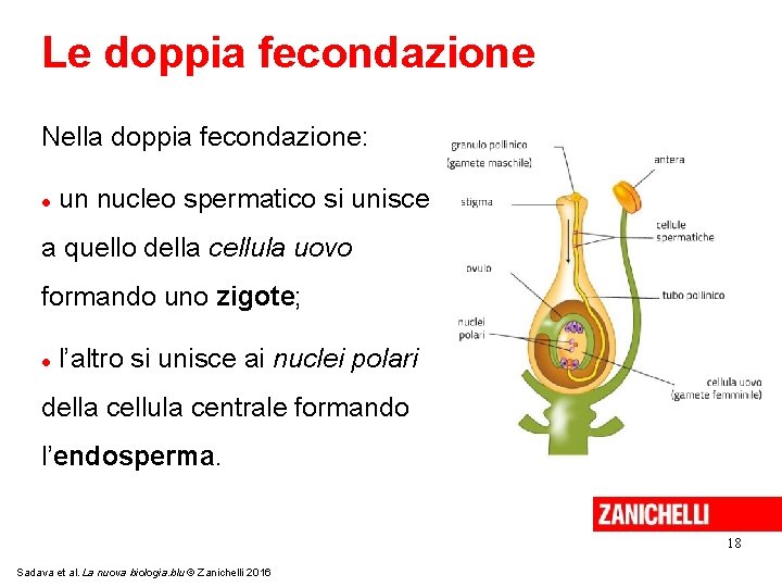 Le doppia fecondazione Nella doppia fecondazione: un nucleo spermatico si unisce a quello della