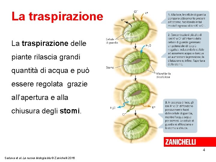 La traspirazione delle piante rilascia grandi quantità di acqua e può essere regolata grazie