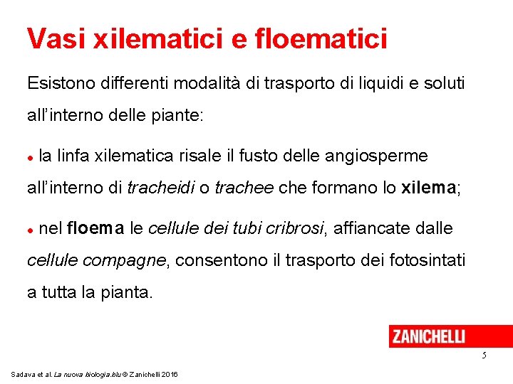 Vasi xilematici e floematici Esistono differenti modalità di trasporto di liquidi e soluti all’interno