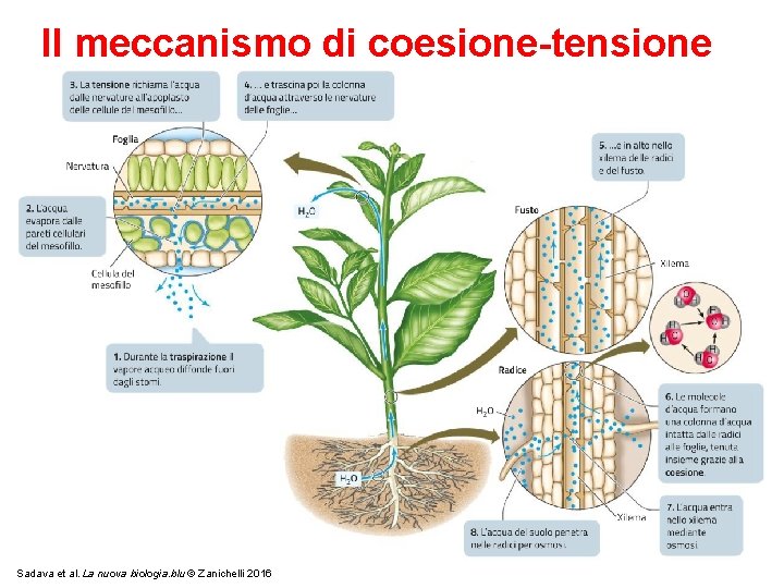 Il meccanismo di coesione-tensione Sadava et al. La nuova biologia. blu © Zanichelli 2016