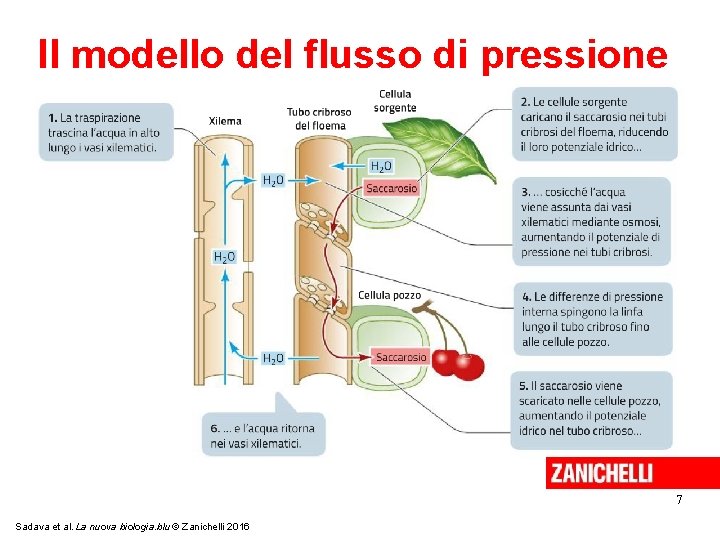 Il modello del flusso di pressione 7 Sadava et al. La nuova biologia. blu