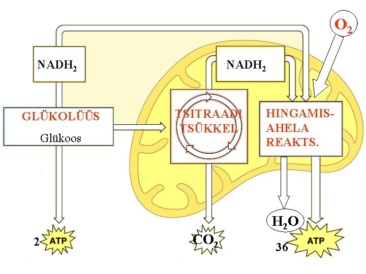 O 2 NADH 2 GLÜKOLÜÜS Glükoos NADH 2 TSITRAADI TSÜKKEL HINGAMISAHELA REAKTS. H 2