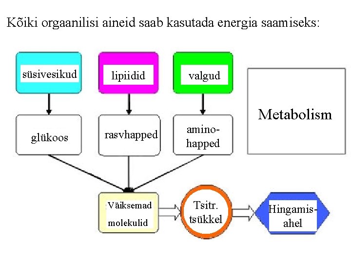 Kõiki orgaanilisi aineid saab kasutada energia saamiseks: süsivesikud glükoos lipiidid rasvhapped Väiksemad molekulid valgud