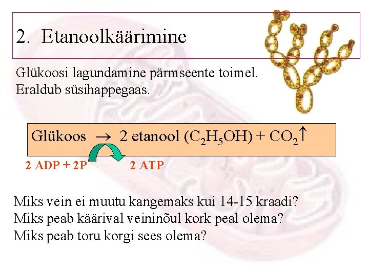 2. Etanoolkäärimine Glükoosi lagundamine pärmseente toimel. Eraldub süsihappegaas. Glükoos 2 etanool (C 2 H