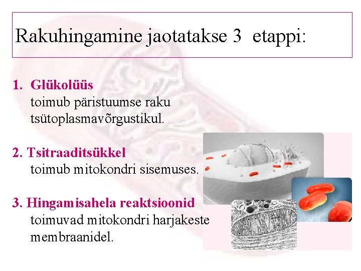 Rakuhingamine jaotatakse 3 etappi: 1. Glükolüüs toimub päristuumse raku tsütoplasmavõrgustikul. 2. Tsitraaditsükkel toimub mitokondri