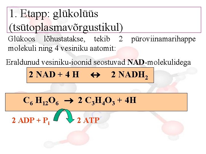 1. Etapp: glükolüüs (tsütoplasmavõrgustikul) Glükoos lõhustatakse, tekib 2 molekuli ning 4 vesiniku aatomit: püroviinamarihappe