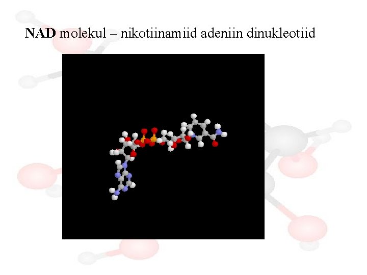 NAD molekul – nikotiinamiid adeniin dinukleotiid 