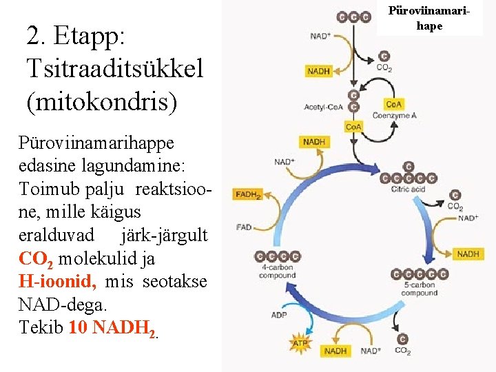 2. Etapp: Tsitraaditsükkel (mitokondris) Püroviinamarihappe edasine lagundamine: Toimub palju reaktsioone, mille käigus eralduvad järk-järgult