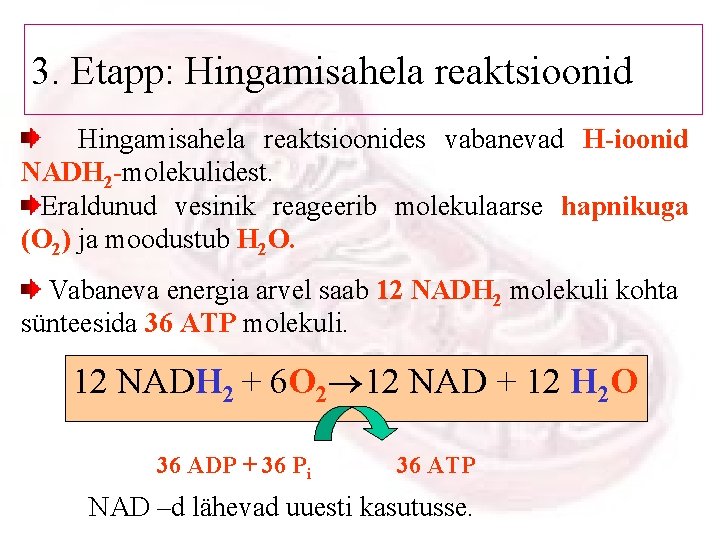 3. Etapp: Hingamisahela reaktsioonides vabanevad H-ioonid NADH 2 -molekulidest. Eraldunud vesinik reageerib molekulaarse hapnikuga