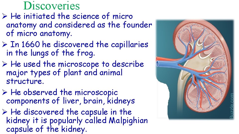 Discoveries Ø He initiated the science of micro anatomy and considered as the founder