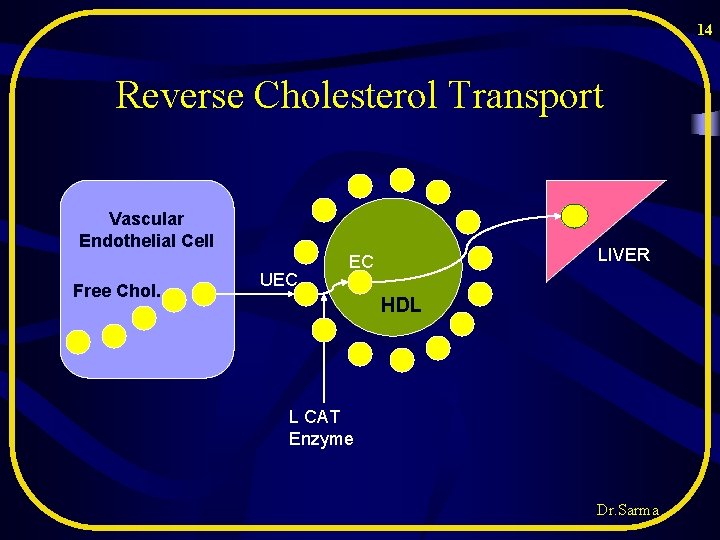 14 Reverse Cholesterol Transport Vascular Endothelial Cell Free Chol. UEC LIVER EC HDL L 14 Reverse Cholesterol Transport Vascular Endothelial Cell Free Chol. UEC LIVER EC HDL L
