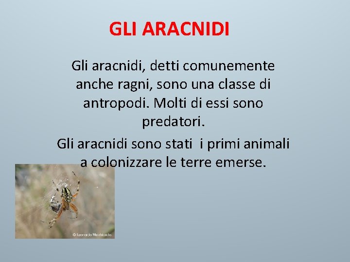 GLI ARACNIDI Gli aracnidi, detti comunemente anche ragni, sono una classe di antropodi. Molti GLI ARACNIDI Gli aracnidi, detti comunemente anche ragni, sono una classe di antropodi. Molti
