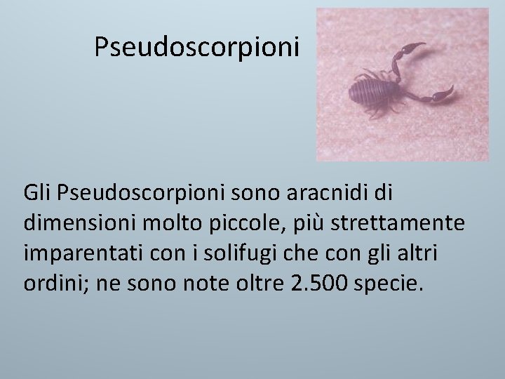 Pseudoscorpioni Gli Pseudoscorpioni sono aracnidi di dimensioni molto piccole, più strettamente imparentati con i Pseudoscorpioni Gli Pseudoscorpioni sono aracnidi di dimensioni molto piccole, più strettamente imparentati con i