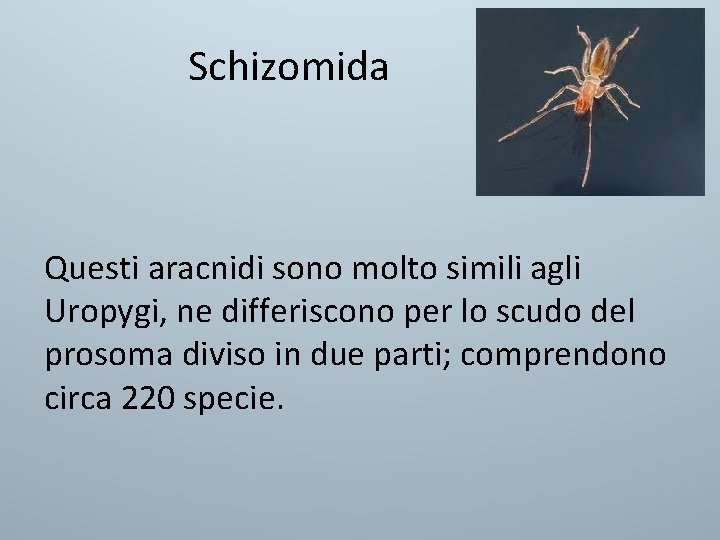 Schizomida Questi aracnidi sono molto simili agli Uropygi, ne differiscono per lo scudo del Schizomida Questi aracnidi sono molto simili agli Uropygi, ne differiscono per lo scudo del