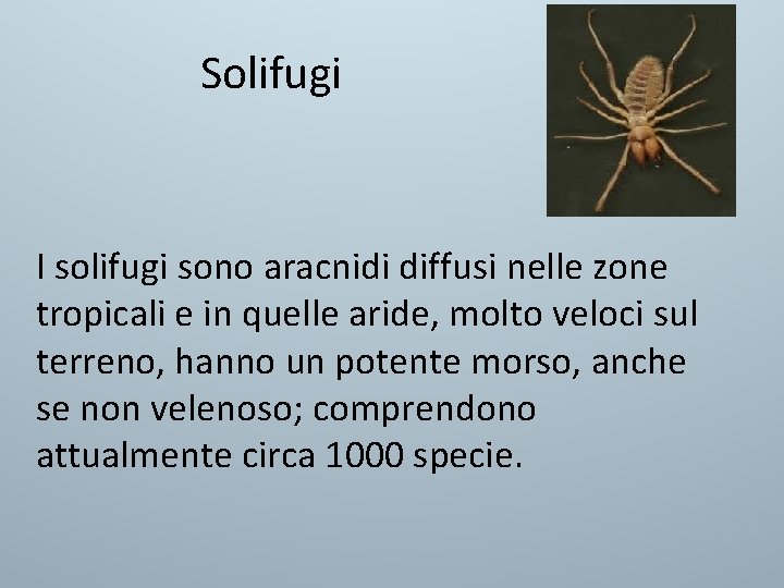 Solifugi I solifugi sono aracnidi diffusi nelle zone tropicali e in quelle aride, molto Solifugi I solifugi sono aracnidi diffusi nelle zone tropicali e in quelle aride, molto