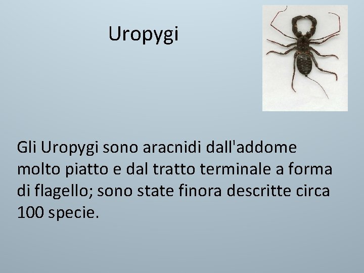 Uropygi Gli Uropygi sono aracnidi dall'addome molto piatto e dal tratto terminale a forma Uropygi Gli Uropygi sono aracnidi dall'addome molto piatto e dal tratto terminale a forma