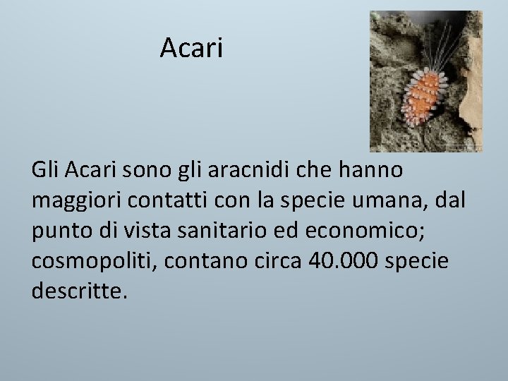 Acari Gli Acari sono gli aracnidi che hanno maggiori contatti con la specie umana, Acari Gli Acari sono gli aracnidi che hanno maggiori contatti con la specie umana,