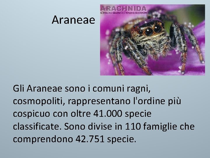 Araneae Gli Araneae sono i comuni ragni, cosmopoliti, rappresentano l'ordine più cospicuo con oltre Araneae Gli Araneae sono i comuni ragni, cosmopoliti, rappresentano l'ordine più cospicuo con oltre