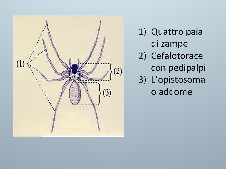 1) Quattro paia di zampe 2) Cefalotorace con pedipalpi 3) L’opistosoma o addome 1) Quattro paia di zampe 2) Cefalotorace con pedipalpi 3) L’opistosoma o addome
