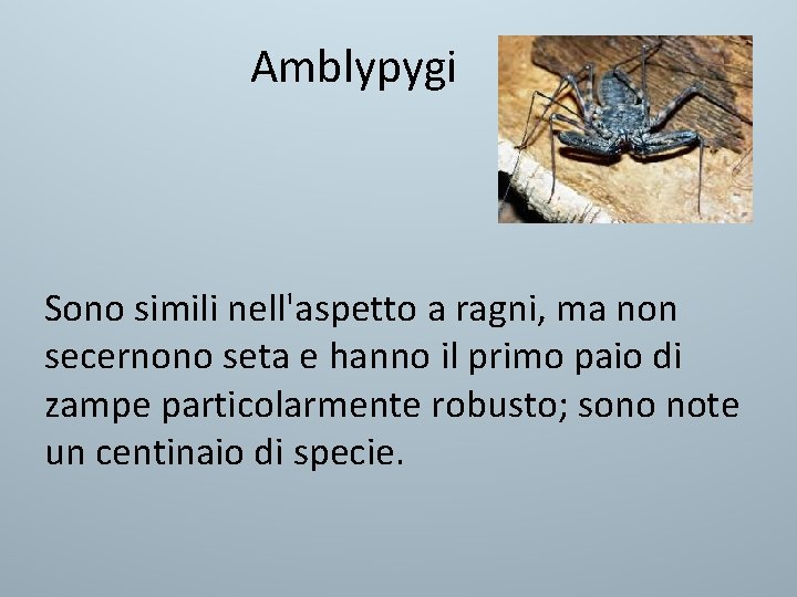 Amblypygi Sono simili nell'aspetto a ragni, ma non secernono seta e hanno il primo Amblypygi Sono simili nell'aspetto a ragni, ma non secernono seta e hanno il primo