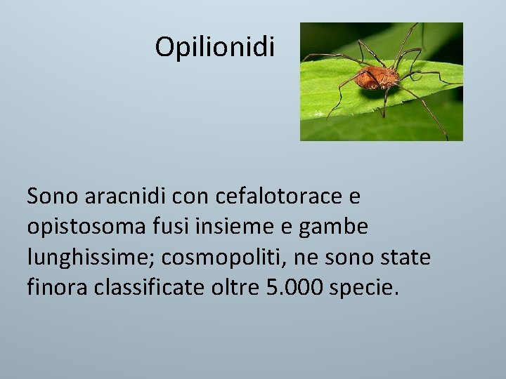 Opilionidi Sono aracnidi con cefalotorace e opistosoma fusi insieme e gambe lunghissime; cosmopoliti, ne Opilionidi Sono aracnidi con cefalotorace e opistosoma fusi insieme e gambe lunghissime; cosmopoliti, ne