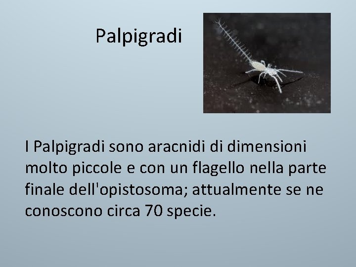 Palpigradi I Palpigradi sono aracnidi di dimensioni molto piccole e con un flagello nella Palpigradi I Palpigradi sono aracnidi di dimensioni molto piccole e con un flagello nella