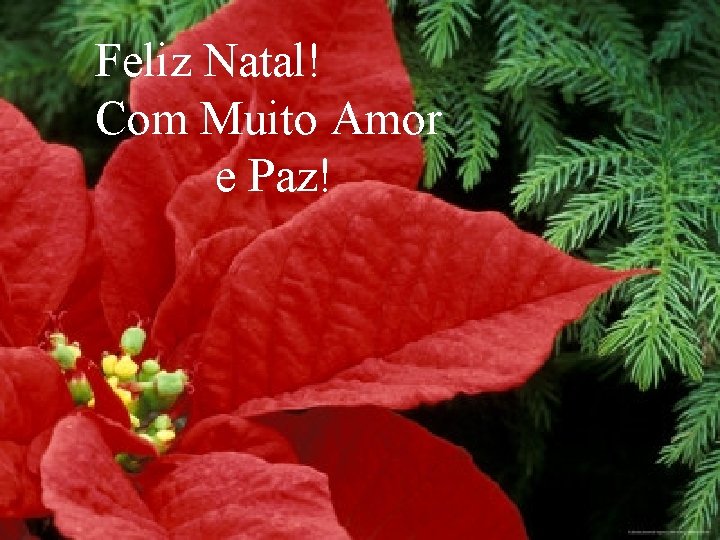 Feliz Natal! Com Muito Amor e Paz! 