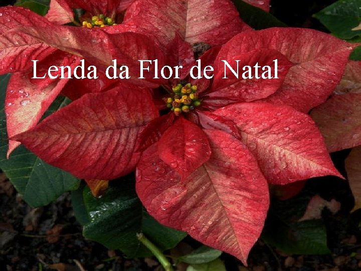 Lenda da Flor de Natal 