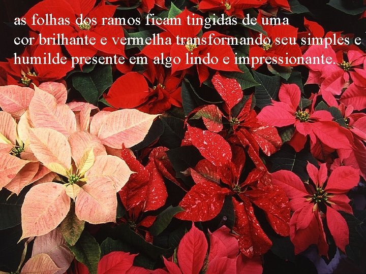as folhas dos ramos ficam tingidas de uma cor brilhante e vermelha transformando seu