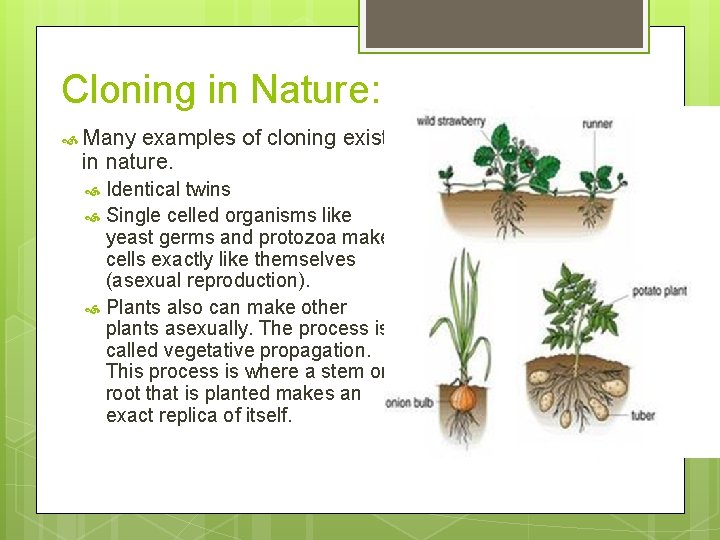 Cell Clock and Cloning Biology 12 Review of