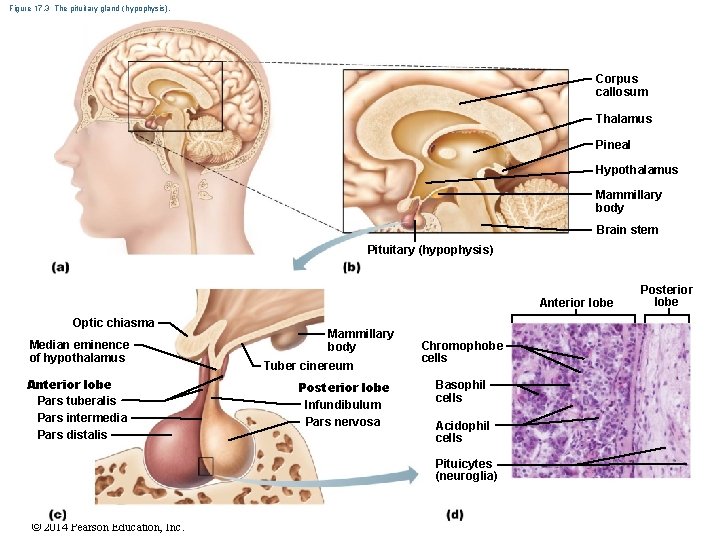 Figure 17. 3 The pituitary gland ( hypophysis). Corpus callosum Thalamus Pineal Hypothalamus Mammillary