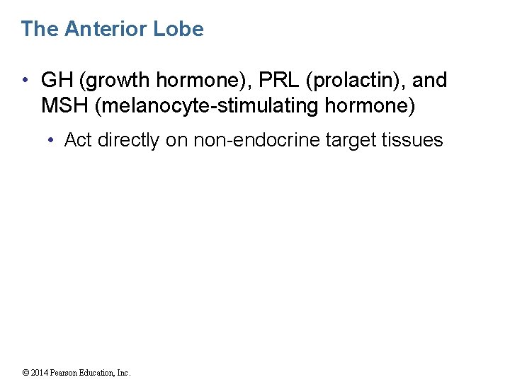 The Anterior Lobe • GH (growth hormone), PRL (prolactin), and MSH (melanocyte-stimulating hormone) •