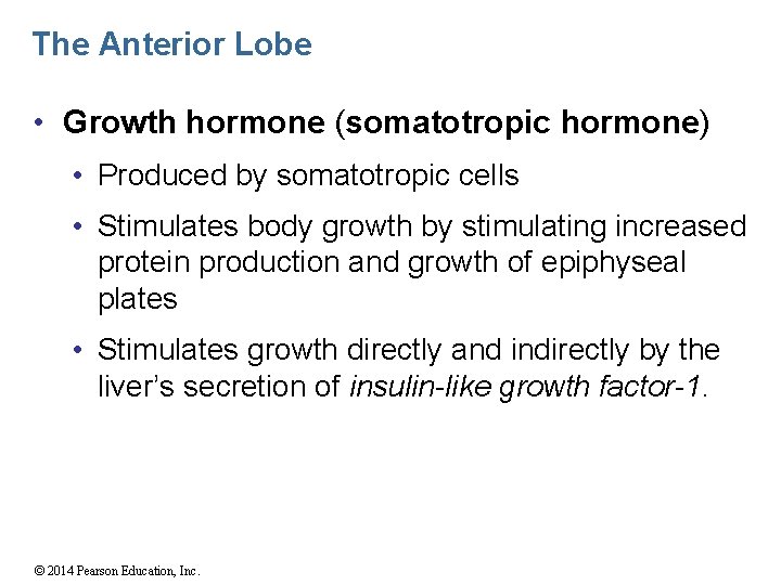 The Anterior Lobe • Growth hormone (somatotropic hormone) • Produced by somatotropic cells •