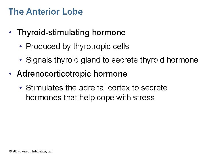 The Anterior Lobe • Thyroid-stimulating hormone • Produced by thyrotropic cells • Signals thyroid