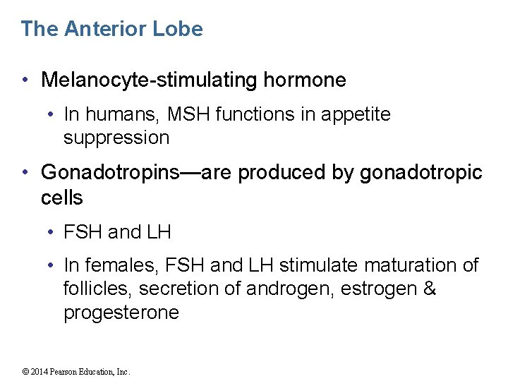 The Anterior Lobe • Melanocyte-stimulating hormone • In humans, MSH functions in appetite suppression