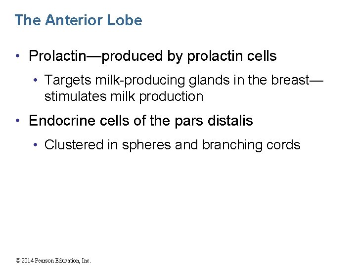 The Anterior Lobe • Prolactin—produced by prolactin cells • Targets milk-producing glands in the
