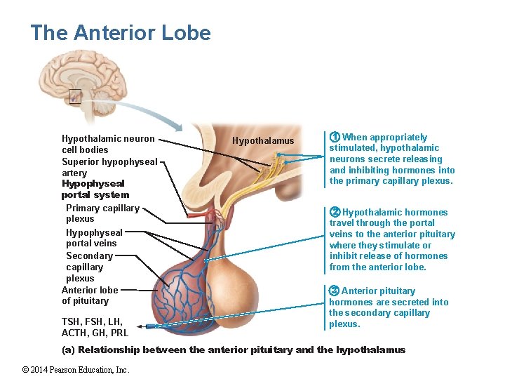 The Anterior Lobe Hypothalamic neuron cell bodies Superior hypophyseal artery Hypophyseal portal system Primary