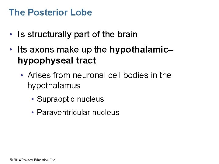 The Posterior Lobe • Is structurally part of the brain • Its axons make