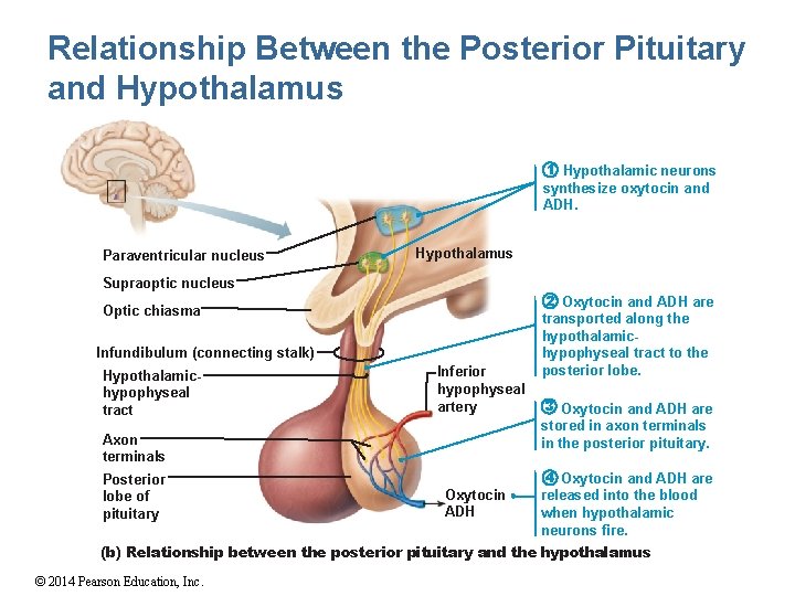 Relationship Between the Posterior Pituitary and Hypothalamus 1 Hypothalamic neurons synthesize oxytocin and ADH.